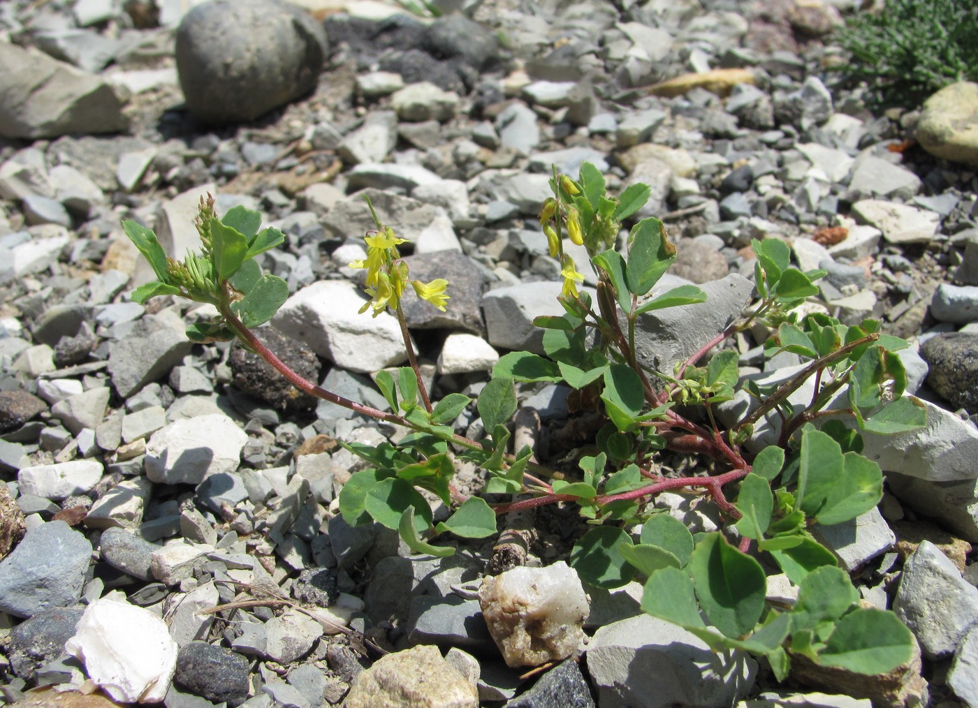 Изображение особи Melilotus hirsutus.