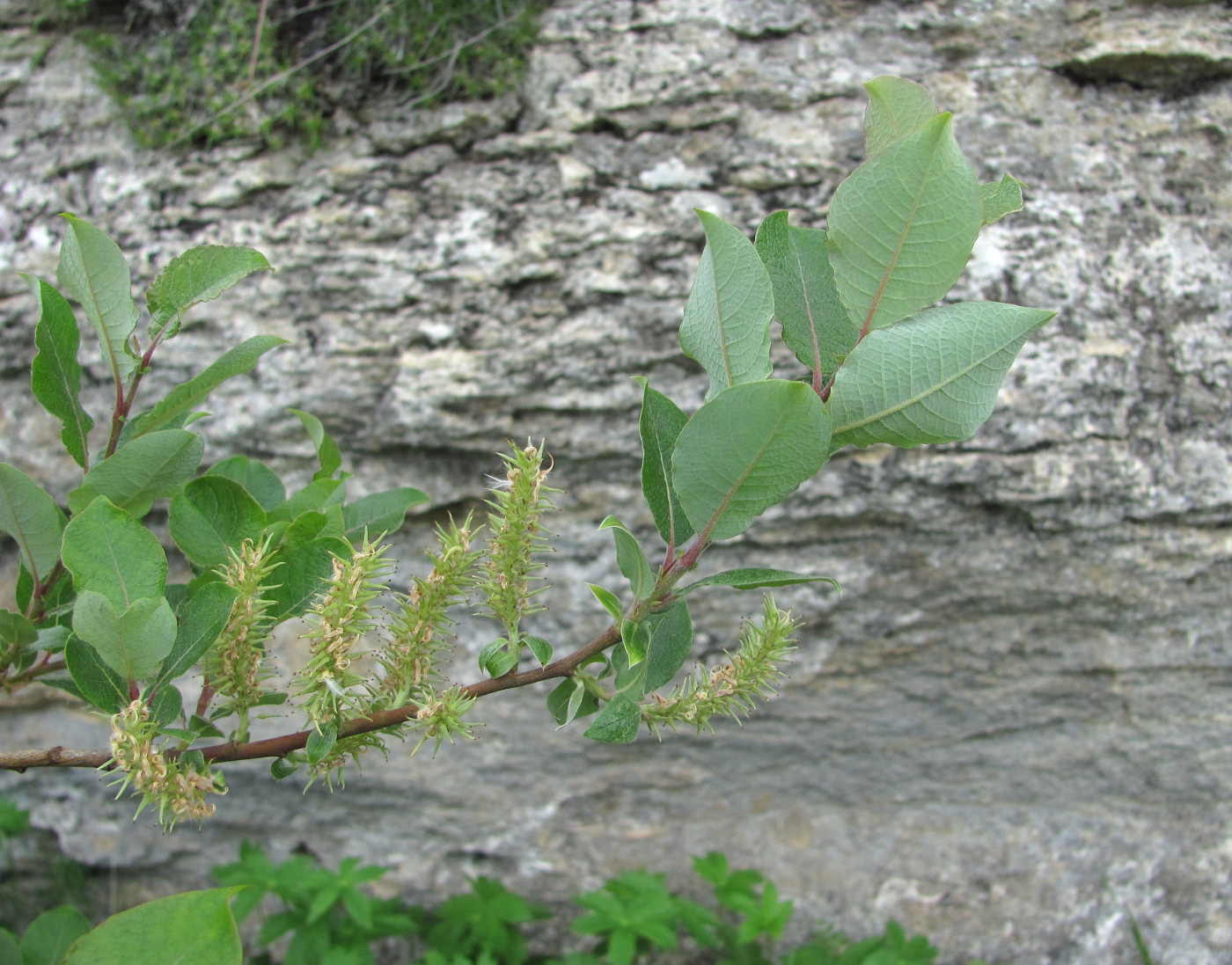 Изображение особи Salix kuznetzowii.