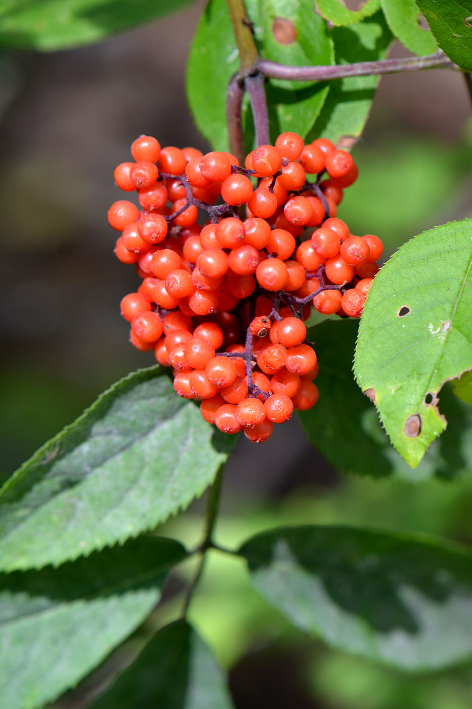Image of Sambucus racemosa specimen.