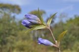 Gentiana scabra. Верхушка побега с соцветием и пазушным цветком. Приморский край, Шкотовский р-н, окр. с. Новонежино, сырой разнотравный луг. 22.09.2019.