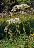 Angelica sylvestris