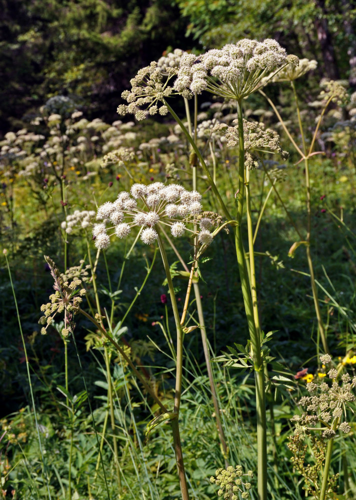 Изображение особи Angelica sylvestris.