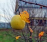 Malus domestica. Верхушка ветки с плодом и осенним листом. Татарстан, Агрызский р-н, с. Красный Бор, фруктовый сад. 12.10.2019.