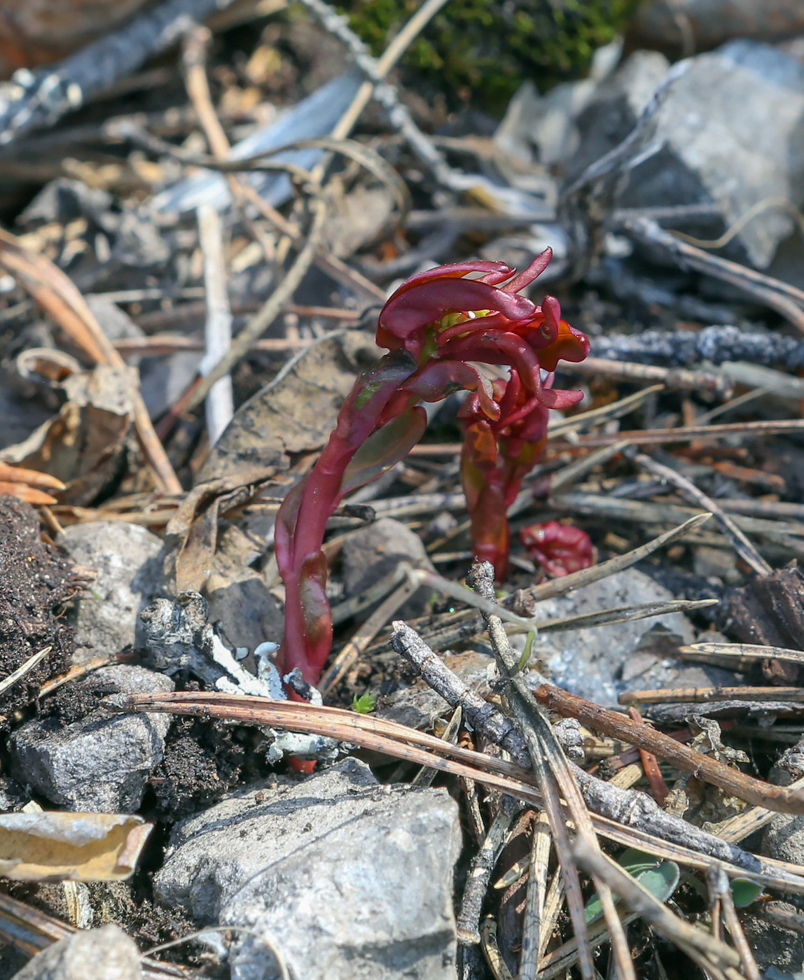 Image of Chamaenerion angustifolium specimen.