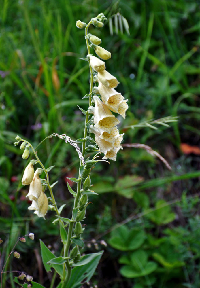 Image of Digitalis grandiflora specimen.