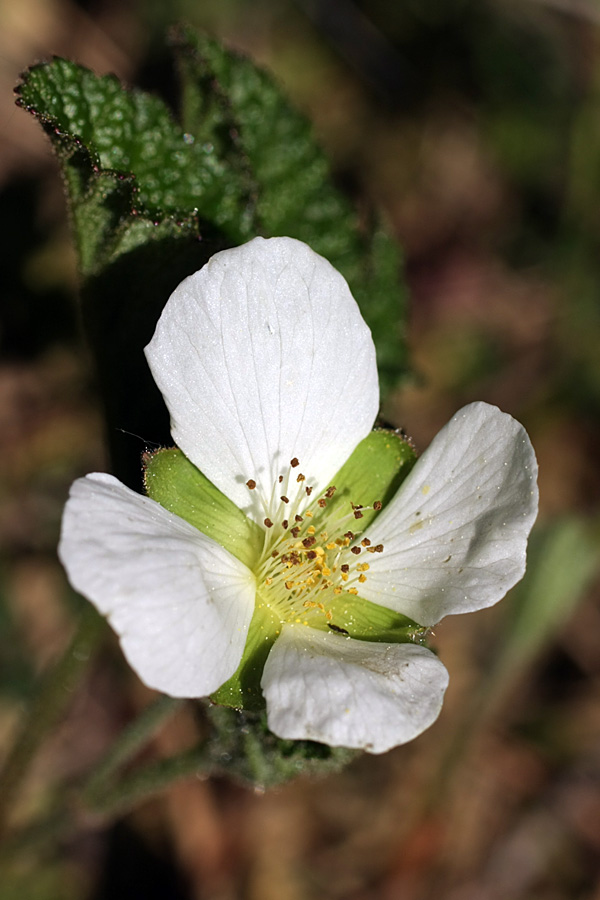 Image of Rubus chamaemorus specimen.