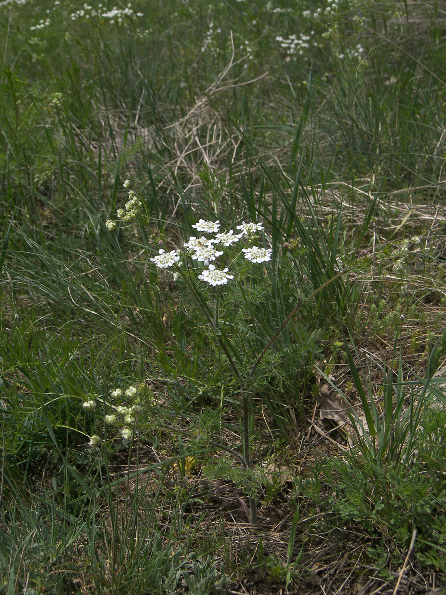 Image of Chaerophyllum crinitum specimen.