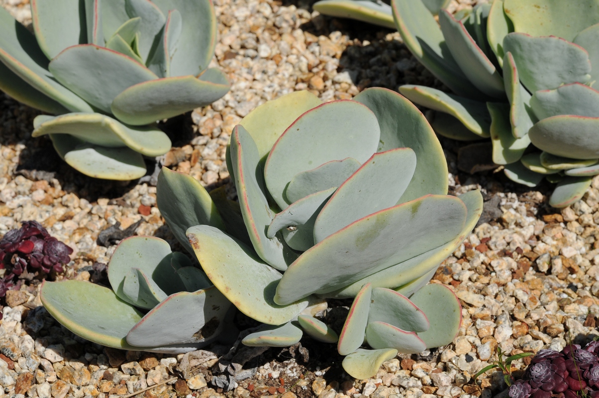 Image of Kalanchoe luciae specimen.