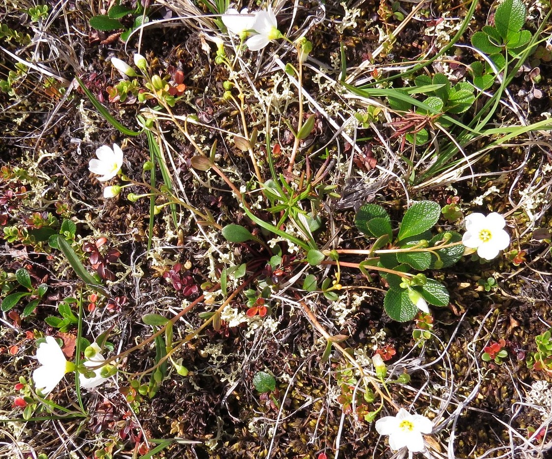 Image of Claytonia arctica specimen.