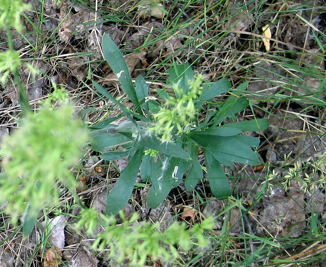 Image of Silene eugeniae specimen.