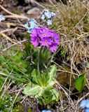 Primula farinosa