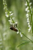 Melilotus albus. Соцветие с фуражирующей пчелой. Карельский перешеек, окр. Сертолово, на просеке газопровода. 14.07.2019.