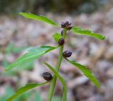 Cardamine bulbifera. Верхушка побега с выводковыми луковичками. Адыгея, Майкопский р-н, окр. пос. Хамышки, высокий обрывистый правый берег р. Киша, ≈ 700 м н.у.м., буково-пихтовый лес. 30.04.2018.