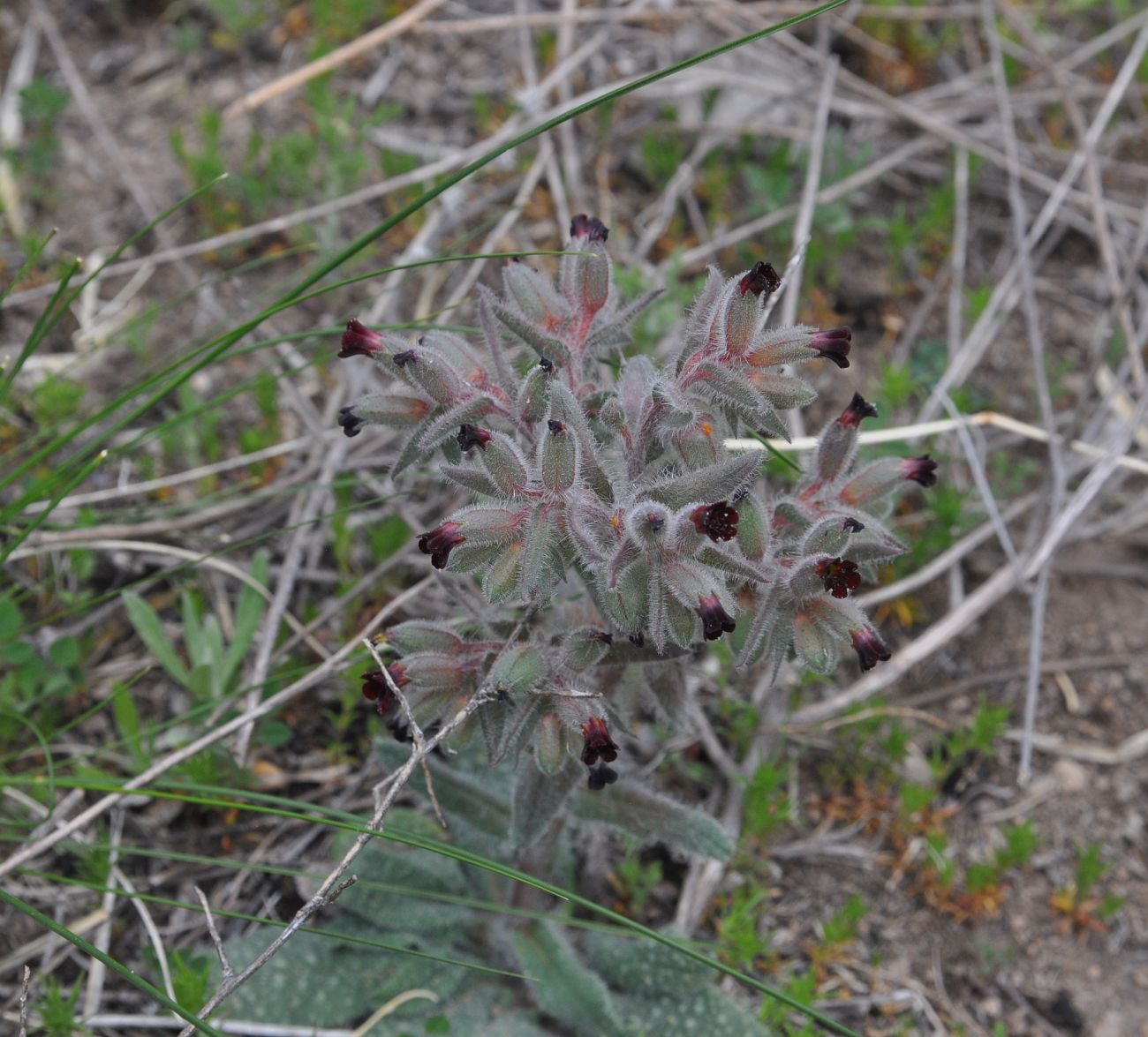 Image of Nonea pulla specimen.