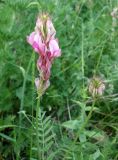 Hedysarum songoricum