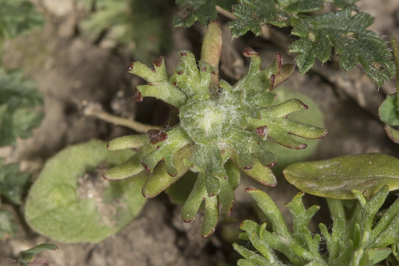 Image of Ceratocephala falcata specimen.