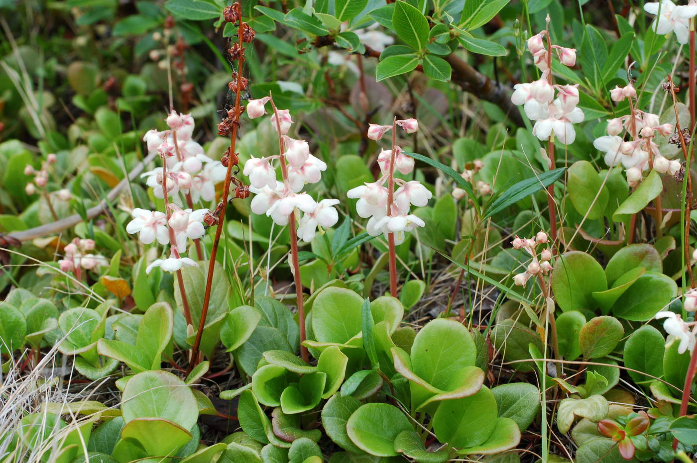 Image of Pyrola grandiflora specimen.