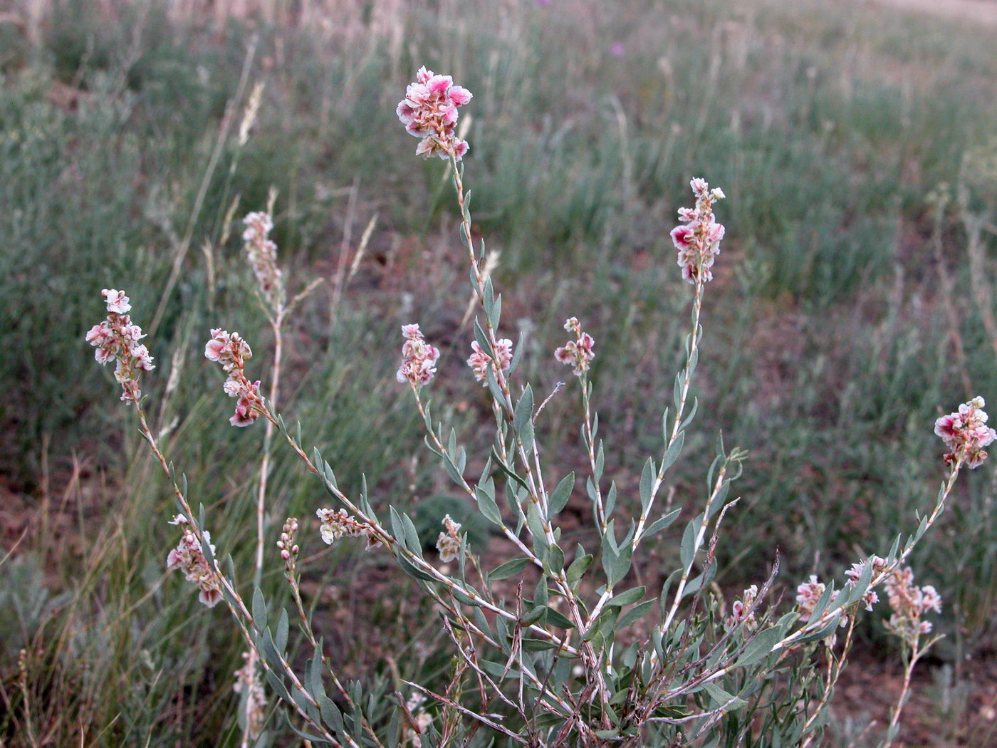 Изображение особи Atraphaxis frutescens.