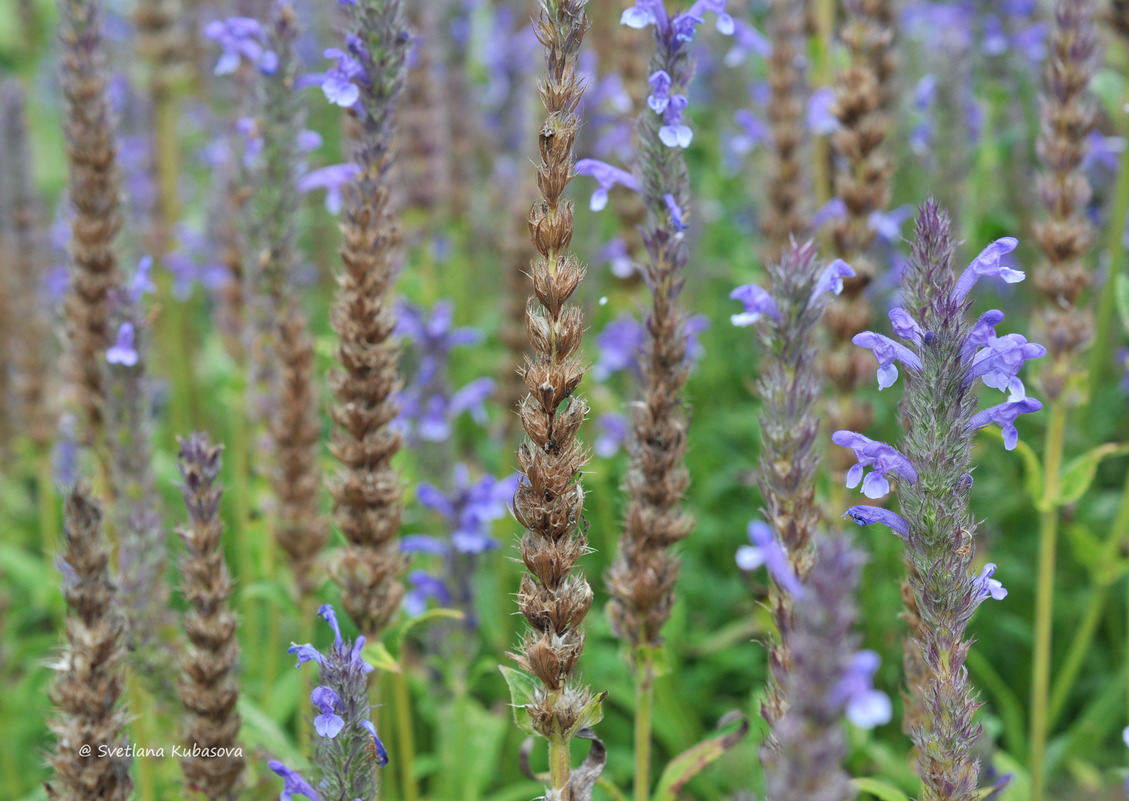 Image of Nepeta nervosa specimen.