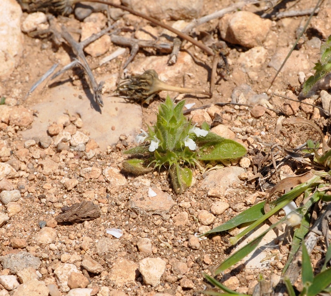 Image of Sideritis romana ssp. curvidens specimen.