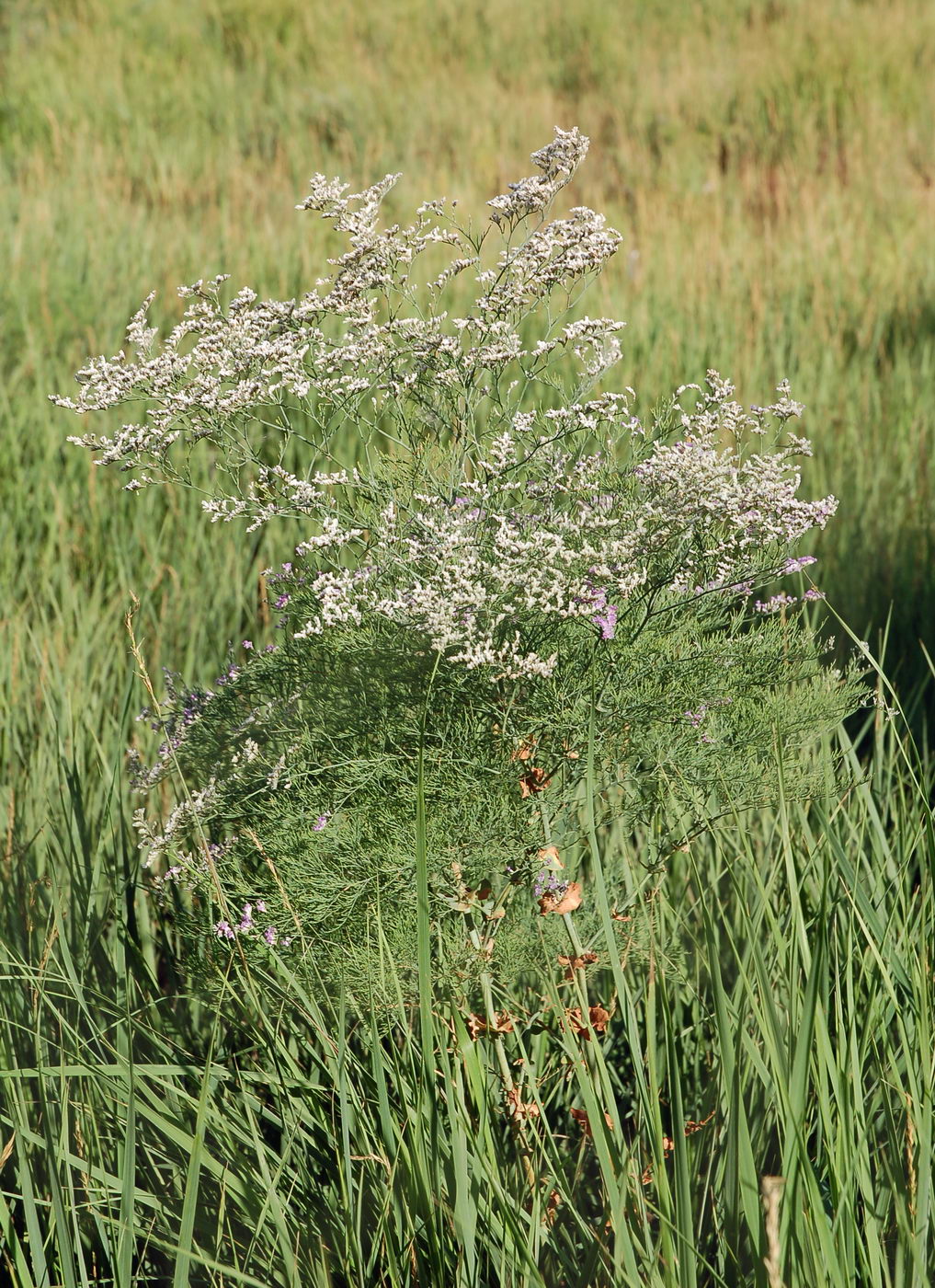 Изображение особи Limonium otolepis.