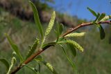 Salix alba