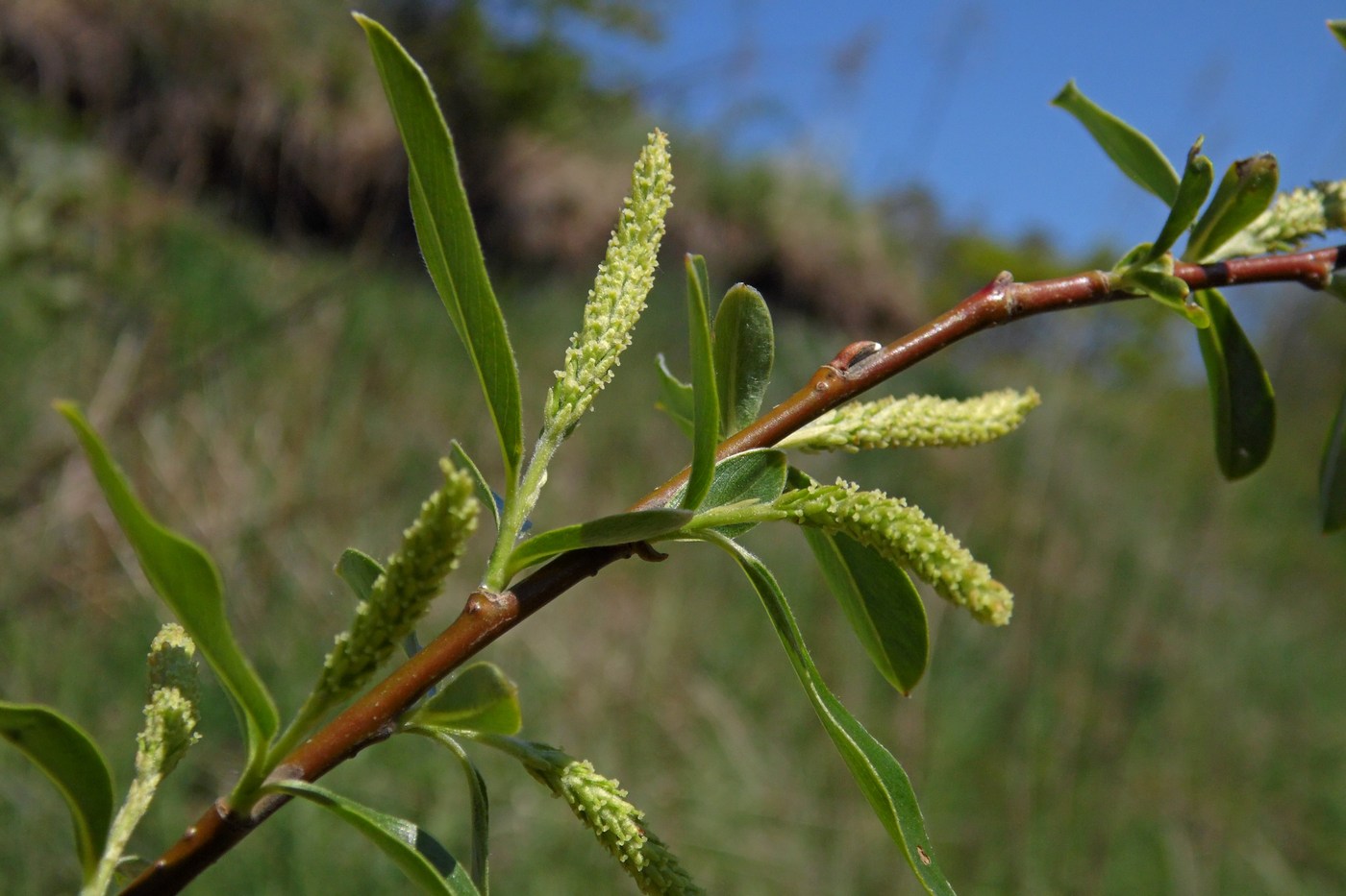 Изображение особи Salix alba.