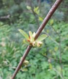 Halesia carolina. Фрагмент побега с молодыми листьями и соцветием. Московская обл., Щёлковский р-н, в культуре. 13.05.2020.