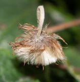 Chaptalia nutans