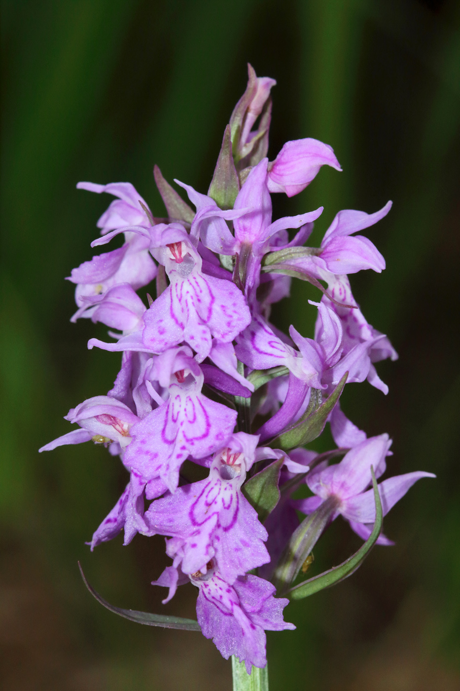 Изображение особи Dactylorhiza urvilleana.