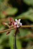 Miconia crenata