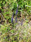 Veronica spicata