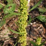 Rumex maritimus