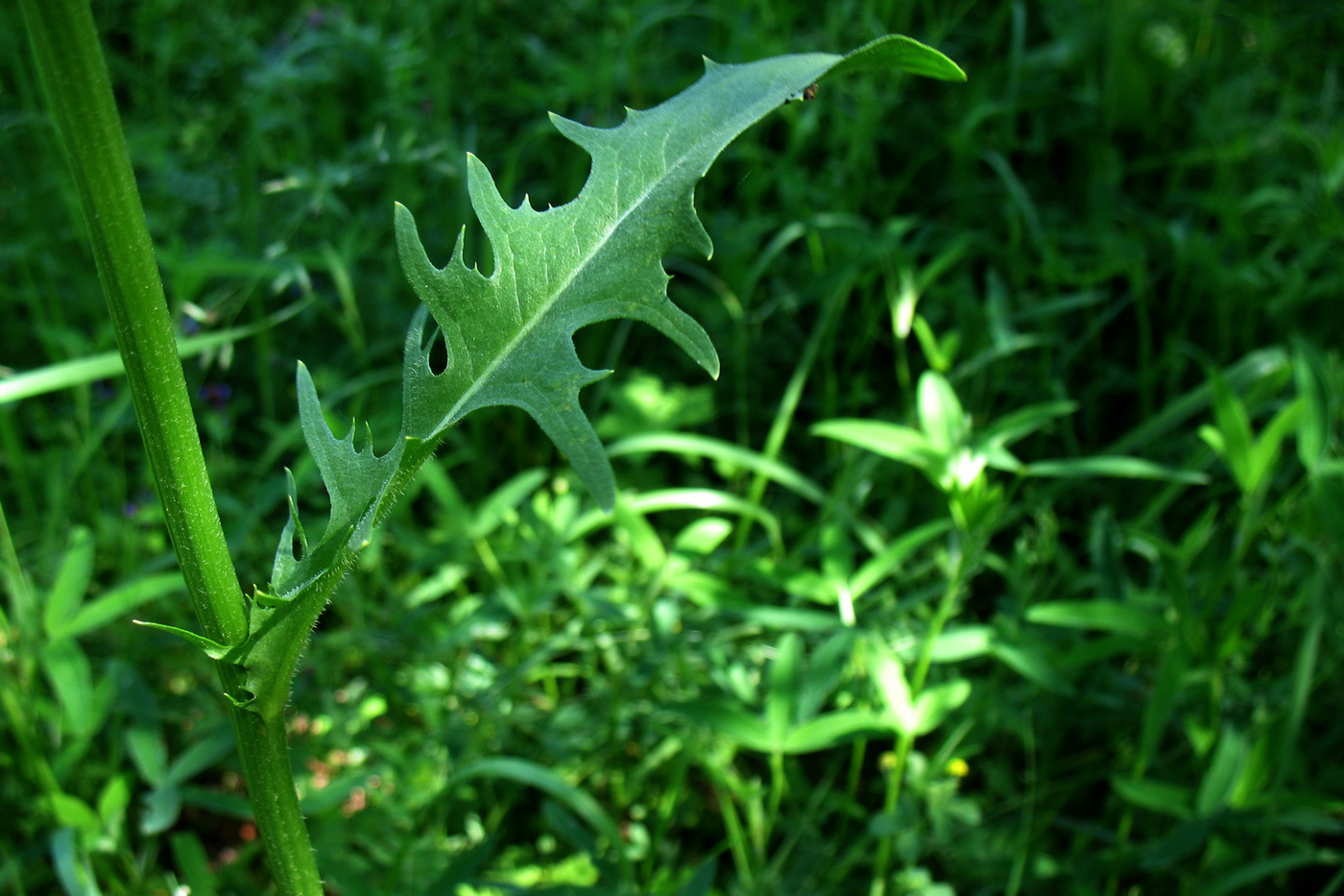 Изображение особи Crepis biennis.