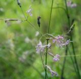 Silene nutans