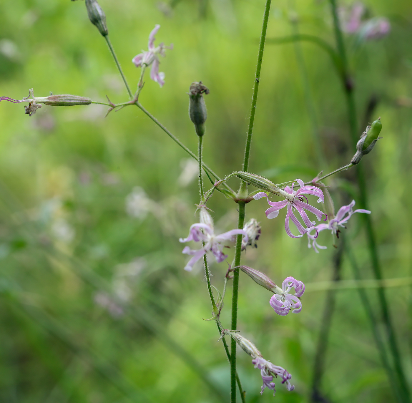 Изображение особи Silene nutans.