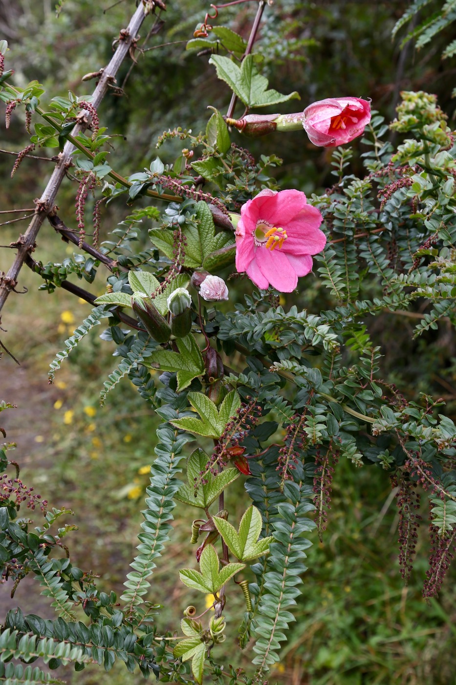 Изображение особи Passiflora mixta.