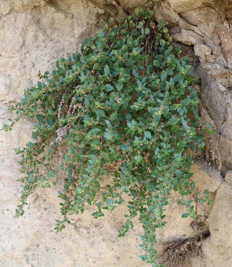 Image of Parietaria judaica specimen.