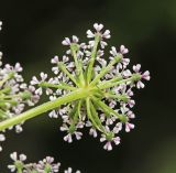 Kitagawia eryngiifolia. Элементарное соцветие. Приморский край, Партизанский р-н, гора Ольховая, выс. 1560 м н.у.м., каменистая россыпь на южном склоне. 29.07.2020.