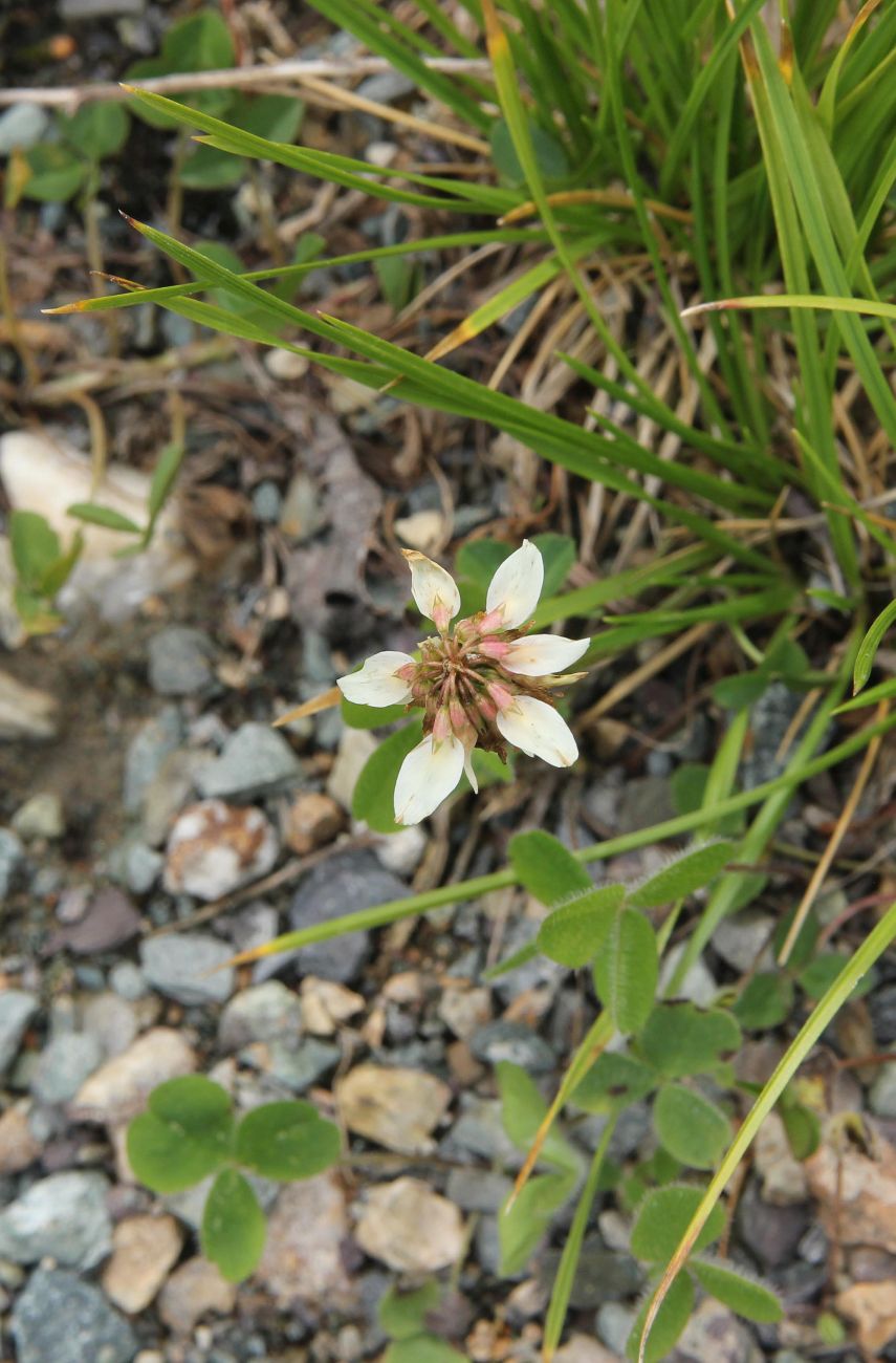 Изображение особи Trifolium repens.