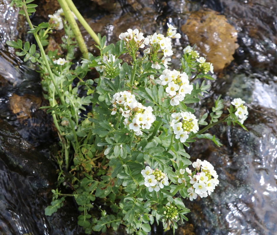 Изображение особи Cardamine uliginosa.