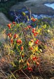 Rosa lupulina