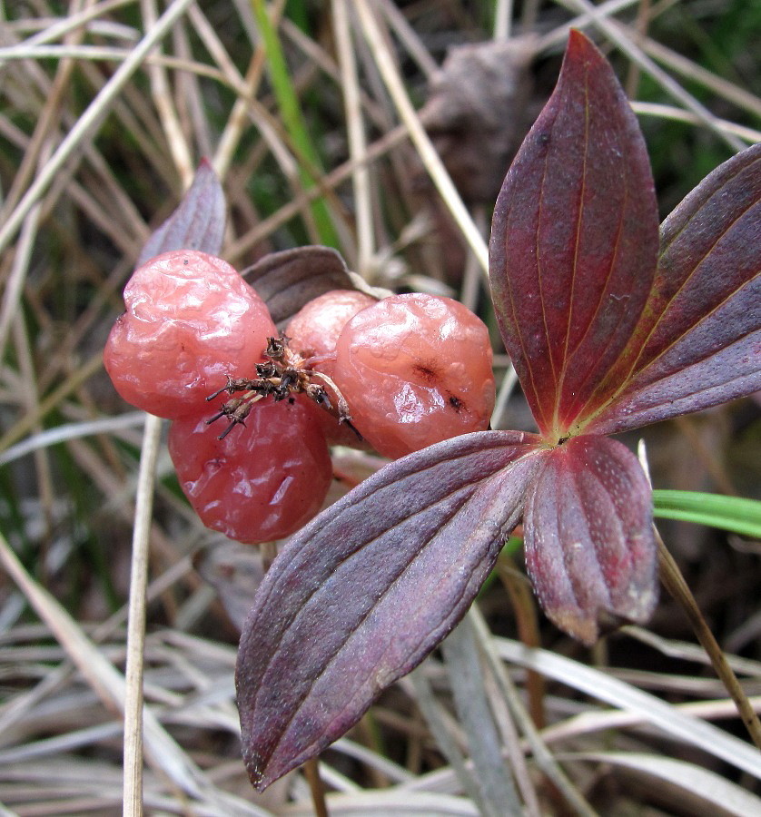 Изображение особи Chamaepericlymenum suecicum.