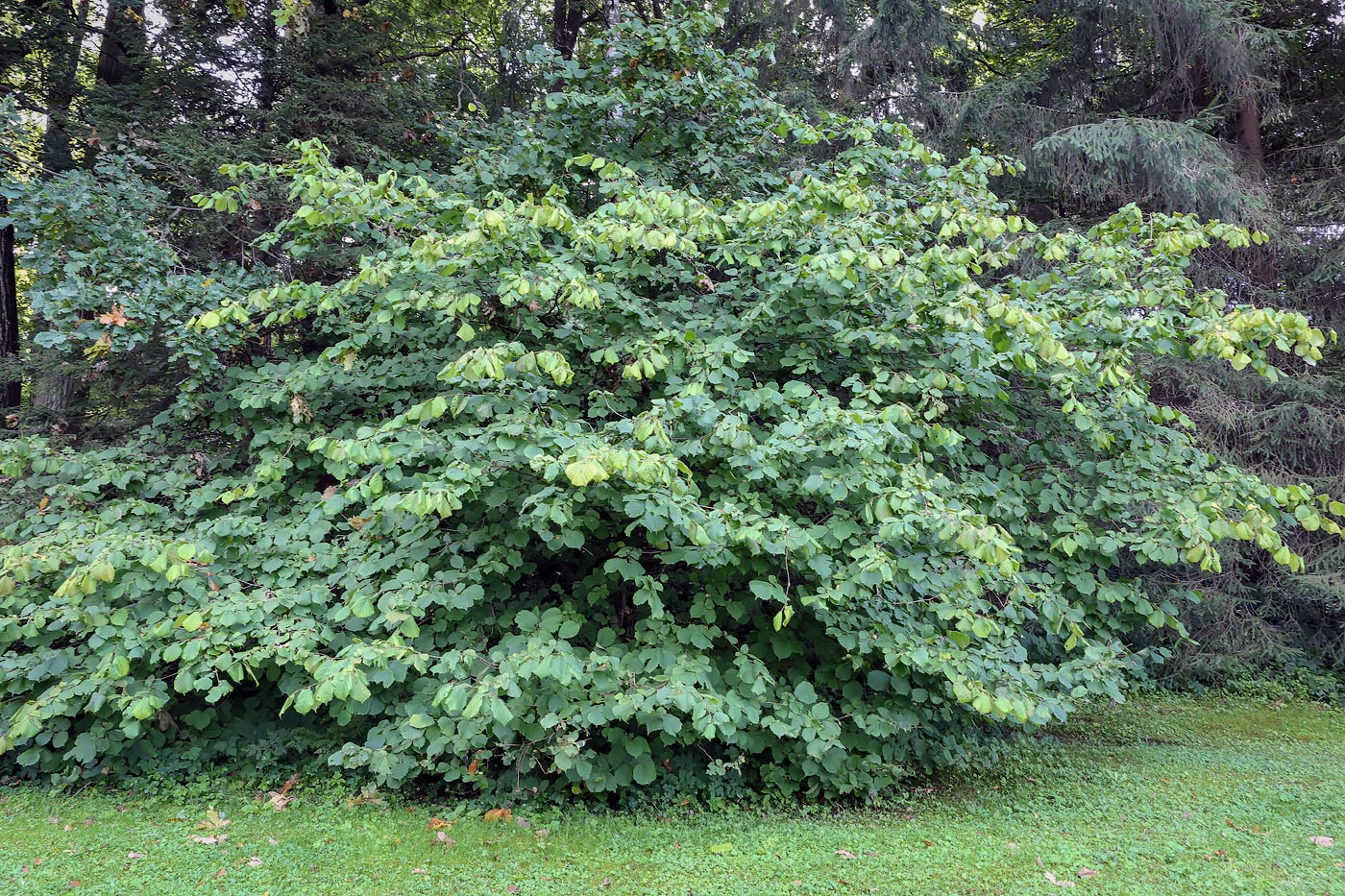 Image of Corylus avellana specimen.