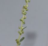 Amaranthus tuberculatus