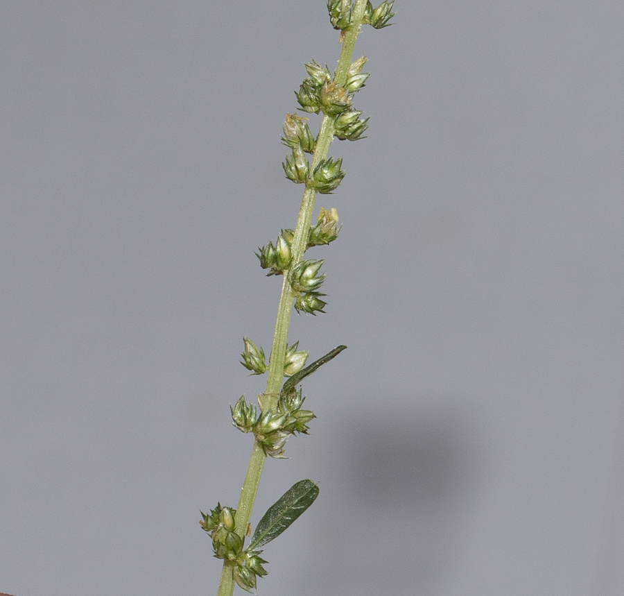 Изображение особи Amaranthus tuberculatus.