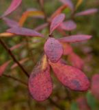 Vaccinium uliginosum. Листья в осенней окраске. Тверская обл., Кимрский р-н, окр. дер. Устиново, кустарничково-сфагновый сосняк на краю болота. 05.09.2020.