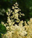 Syringa amurensis. Часть соцветия. Иркутская обл., Иркутск, городской сквер, в культуре. 23.06.2020.