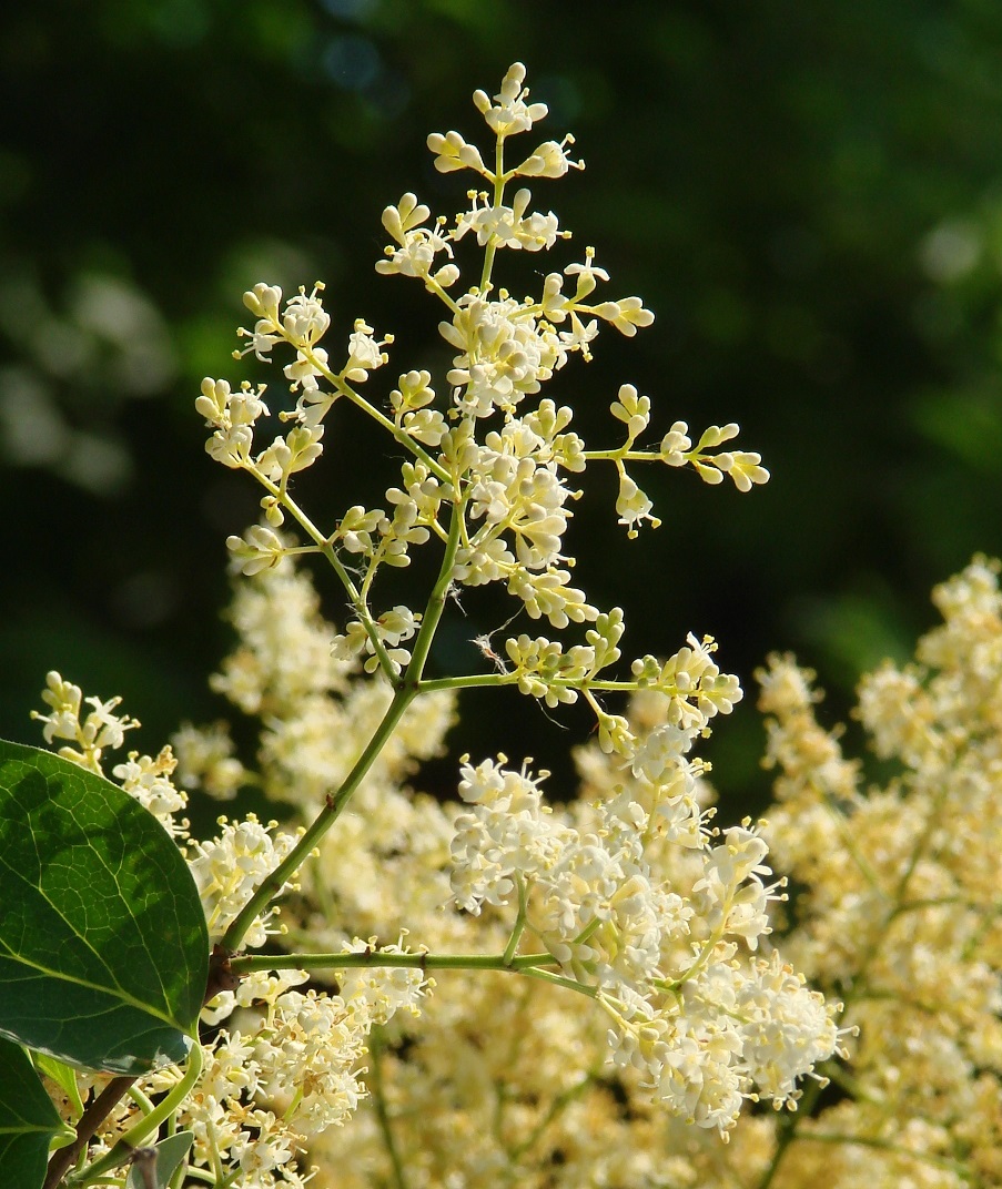 Изображение особи Syringa amurensis.