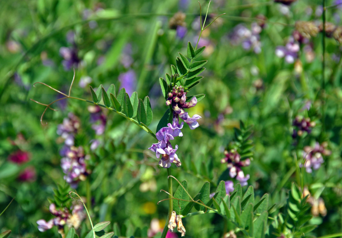 Image of Vicia sepium specimen.